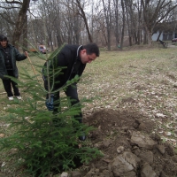 Засадиха първите дръвчета в Коледната гора