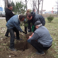 Засадиха първите дръвчета в Коледната гора