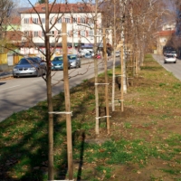 ОБЩИНА СЕВЛИВО ЗАСАДИ НАД 100 ДЪРВЕТА В УЧАСТЪЦИТЕ НА РЕМОНТИРАНИТЕ УЛИЦИ